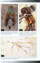Fossil Insects