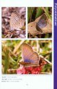 Field Guide to Butterflies of Seychelles