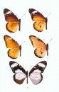 Field Guide to Butterflies of Seychelles