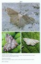 The Moths of Glamorgan