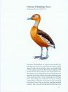 Ducks, Geese, and Swans of North America (2-Volume Set)