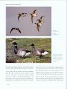 Ducks, Geese, and Swans of North America (2-Volume Set)