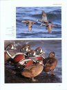 Ducks, Geese, and Swans of North America (2-Volume Set)