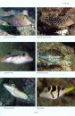The Reef Guide: East and South Coasts of Southern Africa