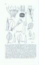 Flora of the Guianas, Series A: 30: 139. Gentianaceae