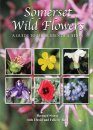 Somerset Wild Flowers