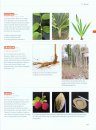 Dictionnaire Visuel de Botanique [Visual Dictionary of Botany]