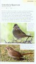 American Birding Association Field Guide to the Birds of Colorado