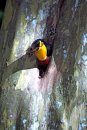 Channel-billed Toucan / Tucano-de-bico-preto 