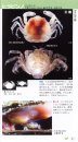 Umibe no ebi Yadokari Kanihandobukku [The Handbook of Seashore Decapod Crustaceans]