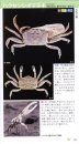 Umibe no ebi Yadokari Kanihandobukku [The Handbook of Seashore Decapod Crustaceans]