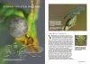 Suomen Verkkosiipiset: Suomen ja Euroopan Ensimmäinen Kuvitettu Määritysopas Verkkosiipisistä [Finnish Neuroptera: The First Visual Guide to Finnish and European Lacewings]