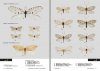 Suomen Verkkosiipiset: Suomen ja Euroopan Ensimmäinen Kuvitettu Määritysopas Verkkosiipisistä [Finnish Neuroptera: The First Visual Guide to Finnish and European Lacewings]