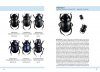 Nordens Dyngbaggar [Dung Beetles of Northern Europe]