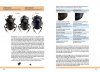 Nordens Dyngbaggar [Dung Beetles of Northern Europe]