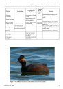 Ferrantia, Volume 67: Comparative Studies of Behaviour in Allopatric Subspecies of Grebes, Podicipedidae
