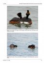 Ferrantia, Volume 67: Comparative Studies of Behaviour in Allopatric Subspecies of Grebes, Podicipedidae