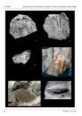 Ferrantia, Volume 58: Beiträge zur Paläontologie des Unterdevons Luxemburgs, Volume 2 [Contribution to the Palaeontology of the Lower Devonian of Luxembourg, Volume 2]