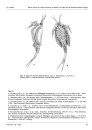 Ferrantia, Volume 58: Beiträge zur Paläontologie des Unterdevons Luxemburgs, Volume 2 [Contribution to the Palaeontology of the Lower Devonian of Luxembourg, Volume 2]