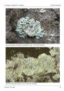 Ferrantia, Volume 40: Les Macrolichens de Belgique, du Luxembourg et du Nord de la France: Clés de Détermination [The Macro Lichens of Belgium, Luxembourg and the North of France: Identification Keys]