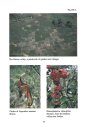 Ferrantia, Volume 21: Ecology and Vegetation of Mt Trikora New Guinea (Irian Jaya / Indonesia)