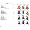 Phytophagous Beetles of Europe, Volume 3