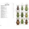 Phytophagous Beetles of Europe, Volume 3