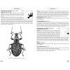 Phytophagous Beetles of Europe, Volume 3