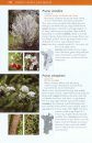 Trees and Shrubs of the Pacific Northwest