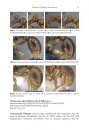 ZooKeys 413: The Hyper-Diverse Ant Genus Tetramorium Mayr (Hymenoptera, Formicidae) in the Malagasy region Taxonomic Revision of the T. naganum, T. plesiarum, T. schaufussii, and T. severini Species Groups