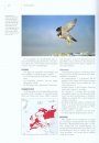 Die Greifvögel Europas, Nordafrikas und Vorderasiens: Biologie, Kennzeichen, Bestände [The Raptors of Europe, North Africa and Western Asia: Biology, Characteristics, Populations]