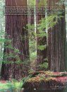 Coast Redwood