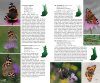 Suomen Päivä- ja Yöperhoset - Maastokäsikirja [A Field Guide to the Butterflies and Morths of Finland]