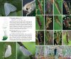 Suomen Päivä- ja Yöperhoset - Maastokäsikirja [A Field Guide to the Butterflies and Morths of Finland]