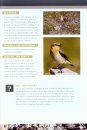 Common Birds of Nunavut