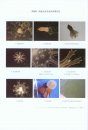 Biological Research on the Large Jellyfish from Bohai Sea and Northern Yellow Sea [Chinese]