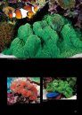 Illustrated Handbook of Coral [Chinese]