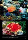 Illustrated Handbook of Coral [Chinese]