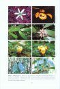Tree Flora Of Sabah and Sarawak, Volume 8