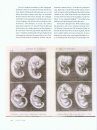 Haeckel's Embryos