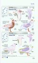 The Pocket Guide to the Common Birds of Ireland