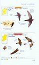 The Pocket Guide to the Common Birds of Ireland