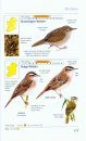 The Pocket Guide to the Common Birds of Ireland