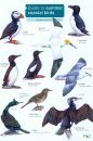 Guide to Summer Coastal Birds