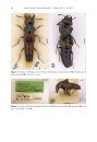 ZooKeys 423: A Revision of the Neotropical Species of Bolitogyrus Chevrolat, a Geographically Disjunct Lineage of Staphylinini (Coleoptera, Staphylinidae)