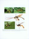 The Braconid and Ichneumonid Parasitoid Wasps
