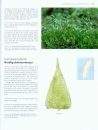 The Encyclopedia of the Swedish Flora and Fauna, Bladmossor: Skirmossor - Baronmossor [Swedish]