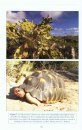 Western Indian Ocean Tortoises