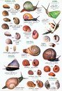 Sri Lankan Snails: A Popular Colour Guide [Tamil]