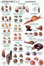 Sri Lankan Snails: A Popular Colour Guide [Tamil]